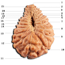 Load image into Gallery viewer, 21 Mukhi Indonesian Rudraksha - Bead No. 150