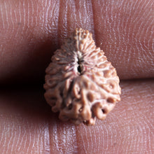 Load image into Gallery viewer, 21 Mukhi Indonesian Rudraksha - Bead No. 150