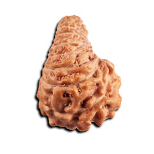 Load image into Gallery viewer, 21 Mukhi Indonesian Rudraksha - Bead No. 150