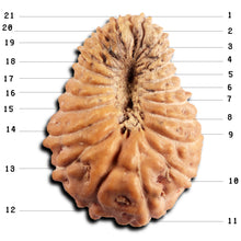 Load image into Gallery viewer, 21 Mukhi Indonesian Rudraksha - Bead No. 151