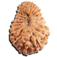 Load image into Gallery viewer, 21 Mukhi Indonesian Rudraksha - Bead No. 151