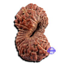 Load image into Gallery viewer, 21 Mukhi Indonesian Rudraksha - Bead No. 152