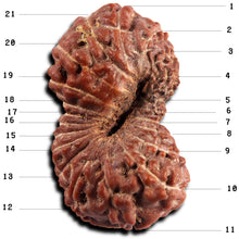 Load image into Gallery viewer, 21 Mukhi Indonesian Rudraksha - Bead No. 152