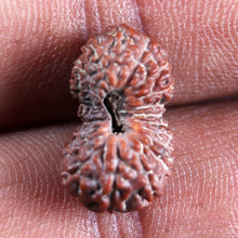 Load image into Gallery viewer, 21 Mukhi Indonesian Rudraksha - Bead No. 152
