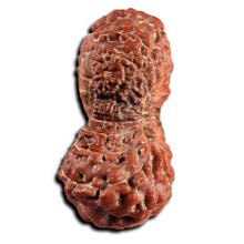 Load image into Gallery viewer, 21 Mukhi Indonesian Rudraksha - Bead No. 152