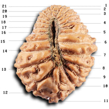 Load image into Gallery viewer, 21 Mukhi Indonesian Rudraksha - Bead No. 153