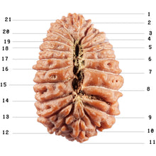Load image into Gallery viewer, 21 Mukhi Indonesian Rudraksha - Bead No. 154