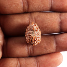 Load image into Gallery viewer, 21 Mukhi Indonesian Rudraksha - Bead No. 154