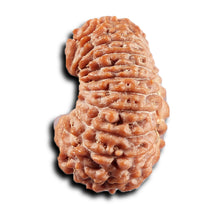 Load image into Gallery viewer, 21 Mukhi Indonesian Rudraksha - Bead No. 154