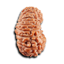 Load image into Gallery viewer, 21 Mukhi Indonesian Rudraksha - Bead No. 154