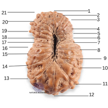 Load image into Gallery viewer, 21 Mukhi Indonesian Rudraksha - Bead No. 162