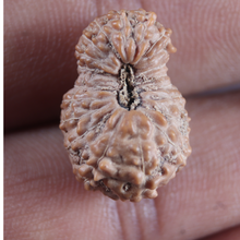 Load image into Gallery viewer, 21 Mukhi Indonesian Rudraksha - Bead No. 162