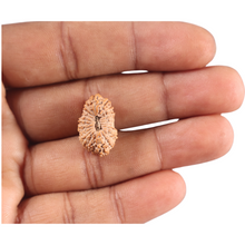 Load image into Gallery viewer, 21 Mukhi Indonesian Rudraksha - Bead No. 156