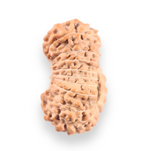 Load image into Gallery viewer, 21 Mukhi Indonesian Rudraksha - Bead No. 156