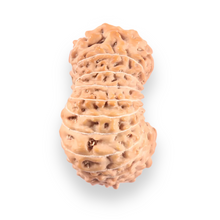 Load image into Gallery viewer, 21 Mukhi Indonesian Rudraksha - Bead No. 156