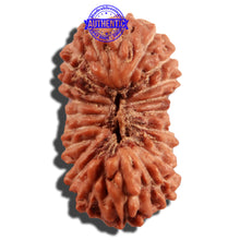 Load image into Gallery viewer, 21 Mukhi Indonesian Rudraksha - Bead No. 120
