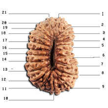 Load image into Gallery viewer, 21 Mukhi Indonesian Rudraksha - Bead No. 155