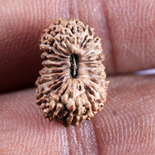 Load image into Gallery viewer, 21 Mukhi Indonesian Rudraksha - Bead No. 155
