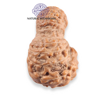 Load image into Gallery viewer, 21 Mukhi Indonesian Rudraksha - Bead No. 162