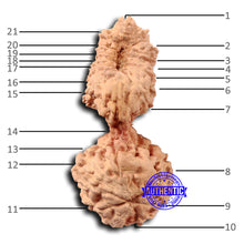Load image into Gallery viewer, 21 Mukhi Indonesian Gaurishankar Rudraksha - Bead No. 133