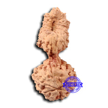 Load image into Gallery viewer, 21 Mukhi Indonesian Gaurishankar Rudraksha - Bead No. 133