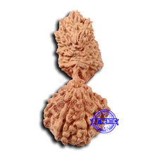 Load image into Gallery viewer, 21 Mukhi Indonesian Gaurishankar Rudraksha - Bead No. 133