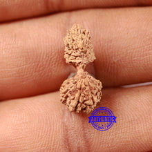 Load image into Gallery viewer, 21 Mukhi Indonesian Gaurishankar Rudraksha - Bead No. 133