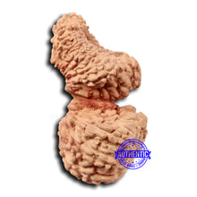 Load image into Gallery viewer, 21 Mukhi Indonesian Gaurishankar Rudraksha - Bead No. 133