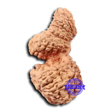 Load image into Gallery viewer, 21 Mukhi Indonesian Gaurishankar Rudraksha - Bead No. 133