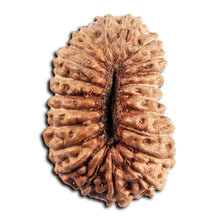Load image into Gallery viewer, 21 Mukhi Indonesian Rudraksha - Bead No. 155