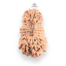 Load image into Gallery viewer, 21 Mukhi Indonesian Rudraksha - Bead No. 157