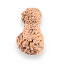 Load image into Gallery viewer, 21 Mukhi Indonesian Rudraksha - Bead No. 157
