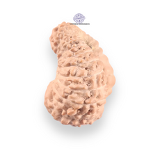 Load image into Gallery viewer, 21 Mukhi Indonesian Rudraksha - Bead No. 158