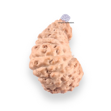 Load image into Gallery viewer, 21 Mukhi Indonesian Rudraksha - Bead No. 158