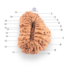 Load image into Gallery viewer, 21 Mukhi Indonesian Rudraksha - Bead No. 159