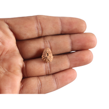 Load image into Gallery viewer, 21 Mukhi Indonesian Rudraksha - Bead No. 159