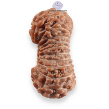 Load image into Gallery viewer, 21 Mukhi Indonesian Rudraksha - Bead No. 161