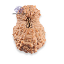 Load image into Gallery viewer, 21 Mukhi Indonesian Rudraksha - Bead No. 162