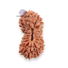 Load image into Gallery viewer, 21 Mukhi Indonesian Rudraksha - Bead No. 164