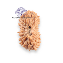 Load image into Gallery viewer, 21 Mukhi Indonesian Rudraksha - Bead No. 165