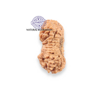 Load image into Gallery viewer, 21 Mukhi Indonesian Rudraksha - Bead No. 165