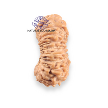 Load image into Gallery viewer, 21 Mukhi Indonesian Rudraksha - Bead No. 165