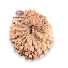 Load image into Gallery viewer, 21 Mukhi Indonesian Rudraksha - Bead No. 166
