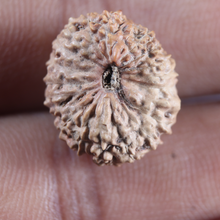 Load image into Gallery viewer, 21 Mukhi Indonesian Rudraksha - Bead No. 166