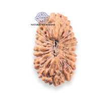 Load image into Gallery viewer, 21 Mukhi Indonesian Rudraksha - Bead No. 167
