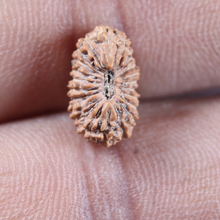 Load image into Gallery viewer, 21 Mukhi Indonesian Rudraksha - Bead No. 167