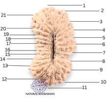 Load image into Gallery viewer, 21 Mukhi Indonesian Rudraksha - Bead No. 168