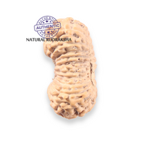 Load image into Gallery viewer, 21 Mukhi Indonesian Rudraksha - Bead No. 168