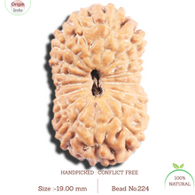 Load image into Gallery viewer, 17 Mukhi Rudraksha from Indonesia - Bead No. 224