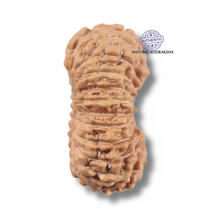 Load image into Gallery viewer, 22 Mukhi Rudraksha from Indonesia - Bead No 22AG